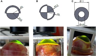 Optomechanical assessment of photorefractive corneal cross-linking via optical coherence elastography